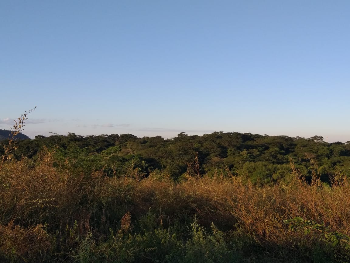 Áreas Verdes Cariocas - Camboatá